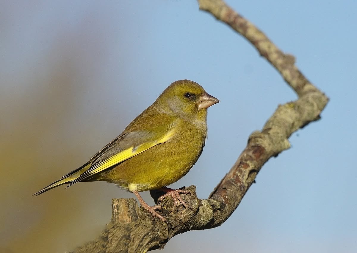 Greenfinch UK garden bird population decline 2026