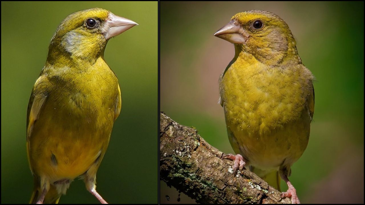 Greenfinch decline trichomonosis UK pet birds
