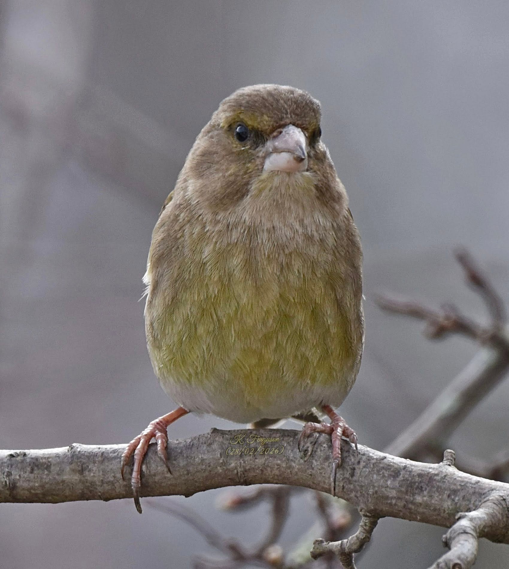 Greenfinch gone UK garden Neil Paradise Pets 2026