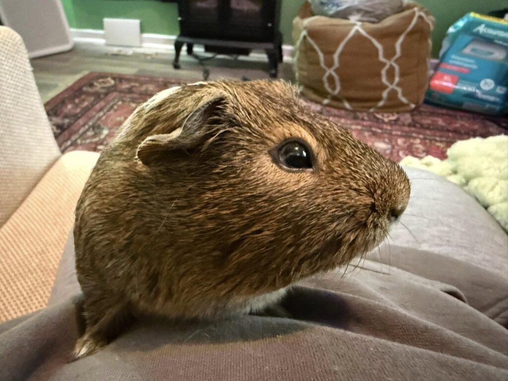 Guinea Pig Owners