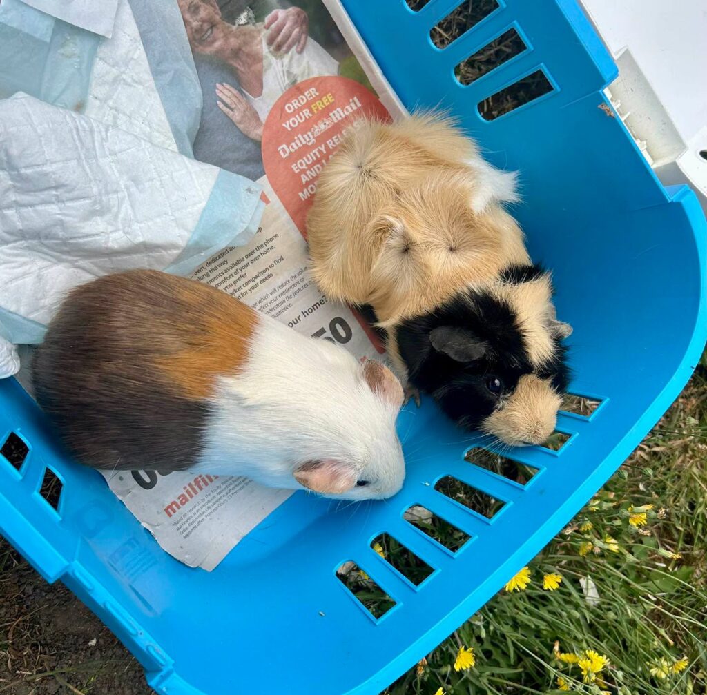 Guinea Pigs Home