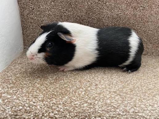Guinea Pigs In Swindon?