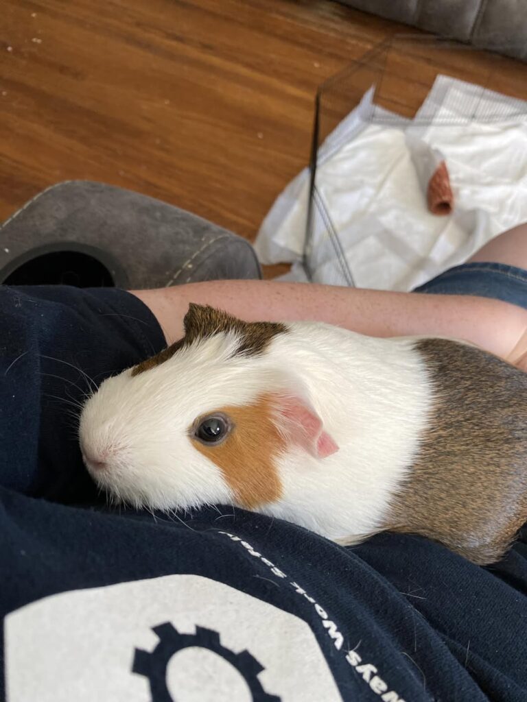 Guinea pig care check