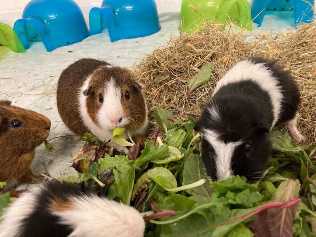 Guinea pig feeding
