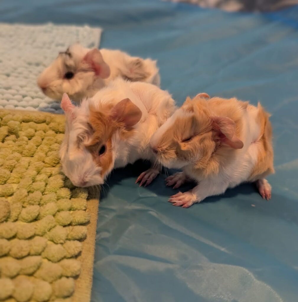 Guinea pig sexing help