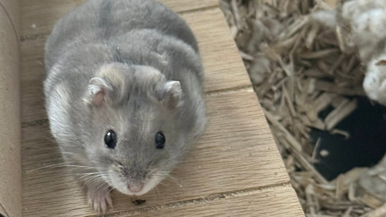 Hamsters In Hot Bedrooms