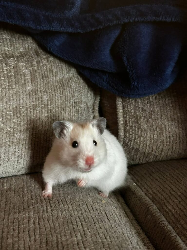 Hamsters and gerbils