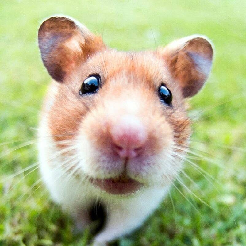 Hamsters