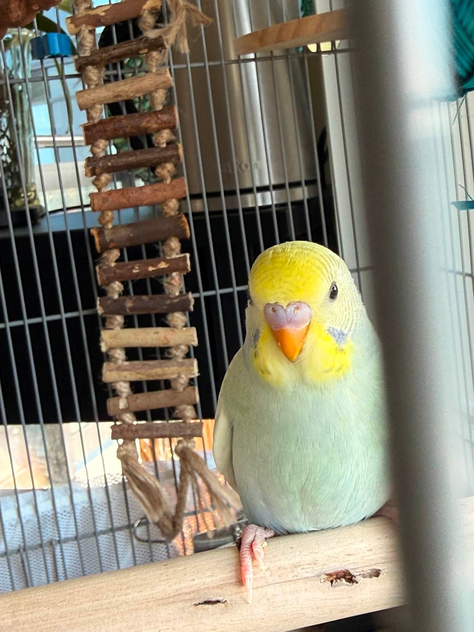 Healthy baby budgie bright eyes clean cere UK