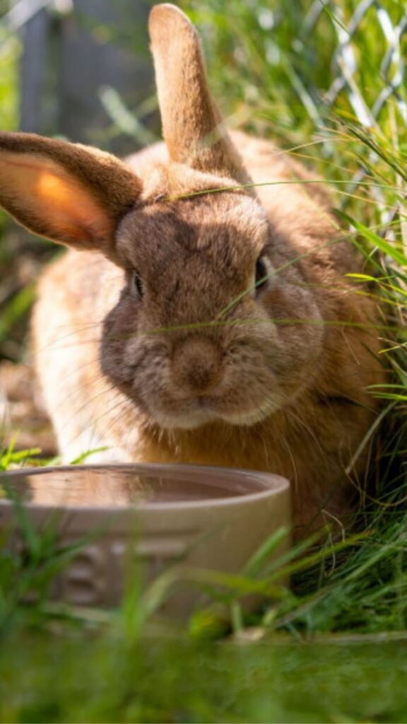 Heat-Safe Rabbit Run Need