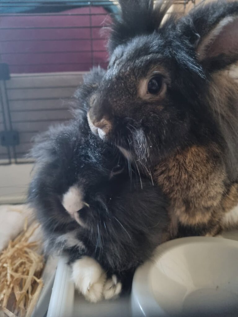 Heatwave rabbit care