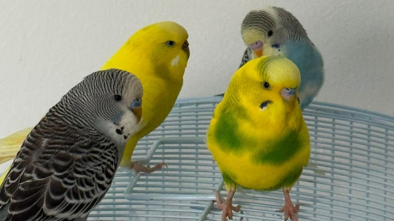 Indoor Bird budgie