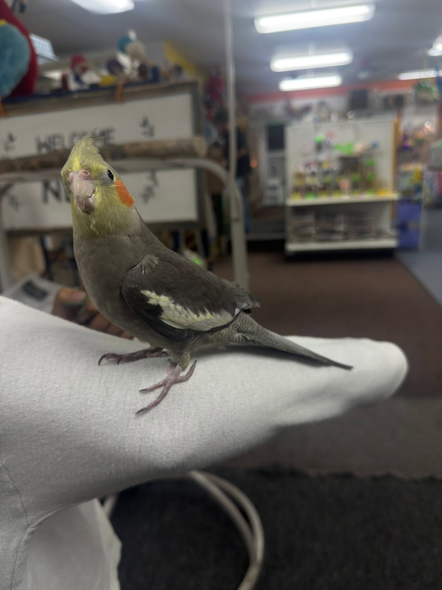 Indoor budgie cockatiel cage biosecurity UK 