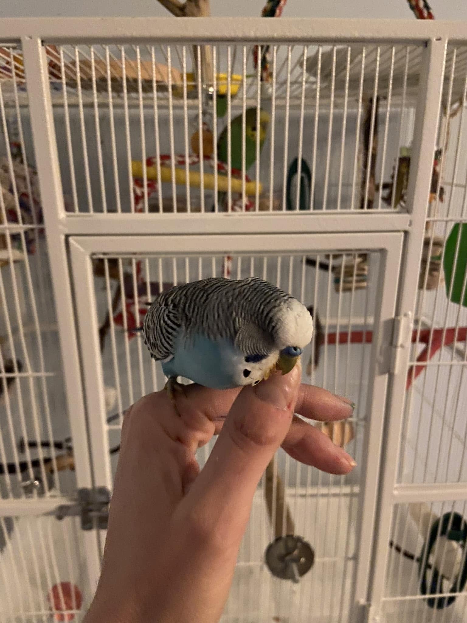 Indoor budgie owner garden feeder biosecurity UK