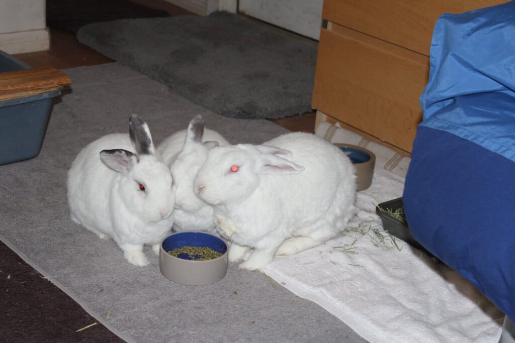 Indoor rabbits