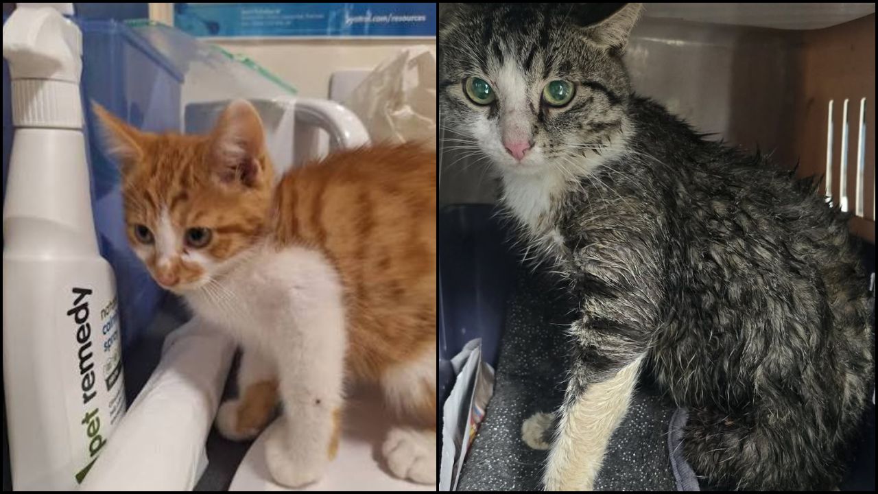 Injured cat emergency