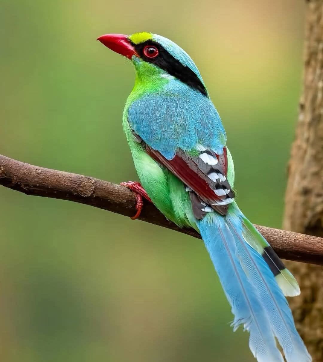 Javan green magpie apple green plumage red beak
