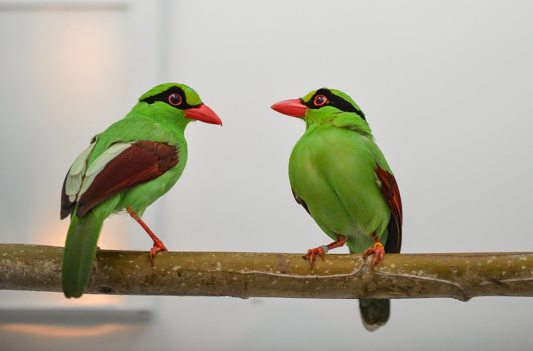 Javan green magpie critically endangered Java Indonesia
