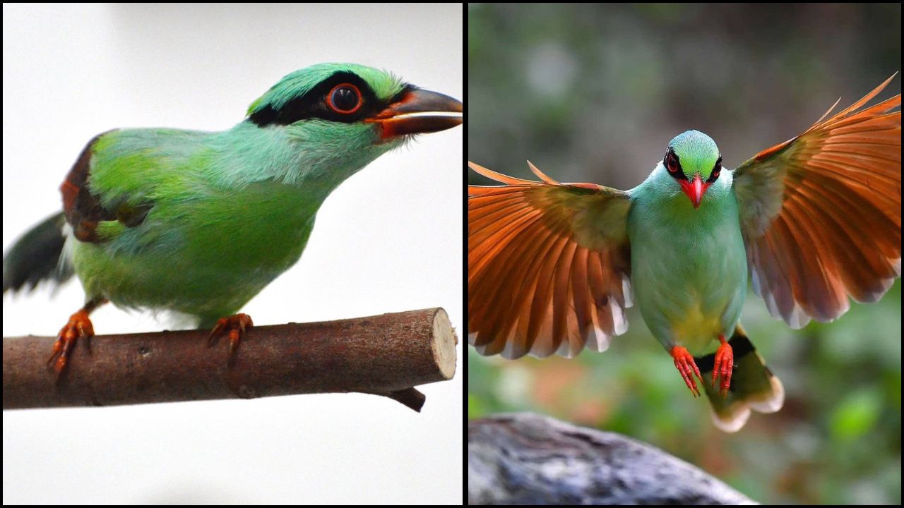 Javan green magpie critically endangered conservation 2026