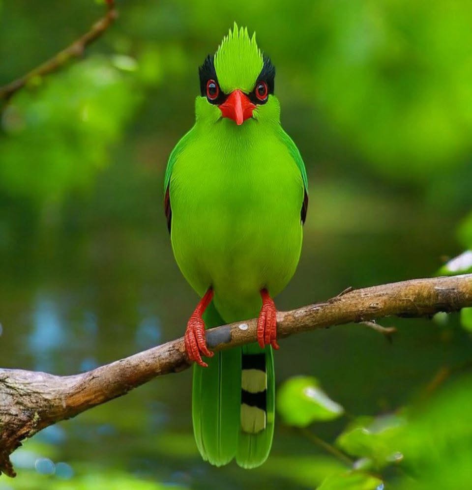 Javan green magpie full body striking plumage Java