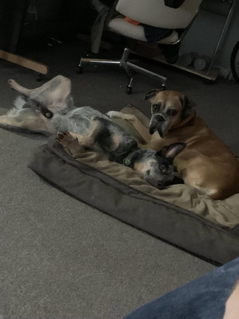 Lost pet preparation