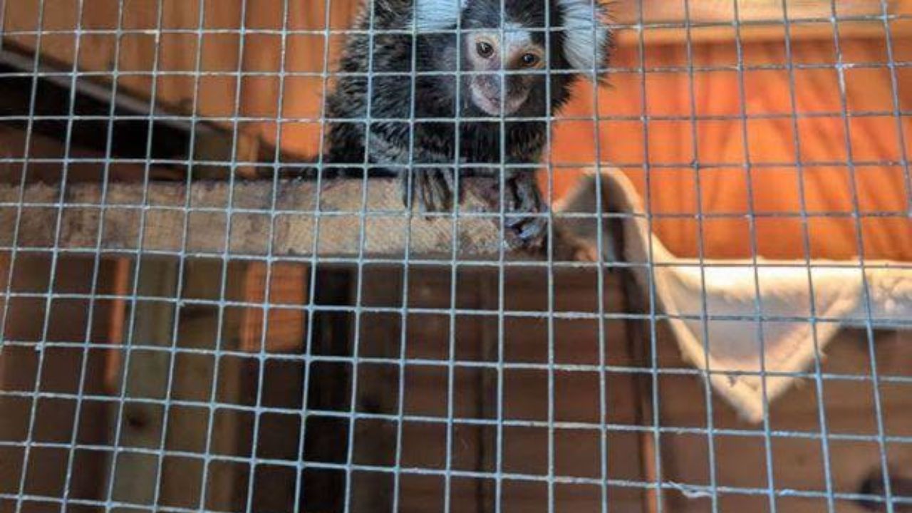 Marmoset on London bus