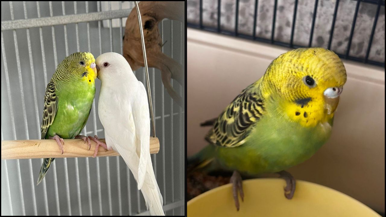 Neil Paradise Pets budgie buyer conversation Swindon