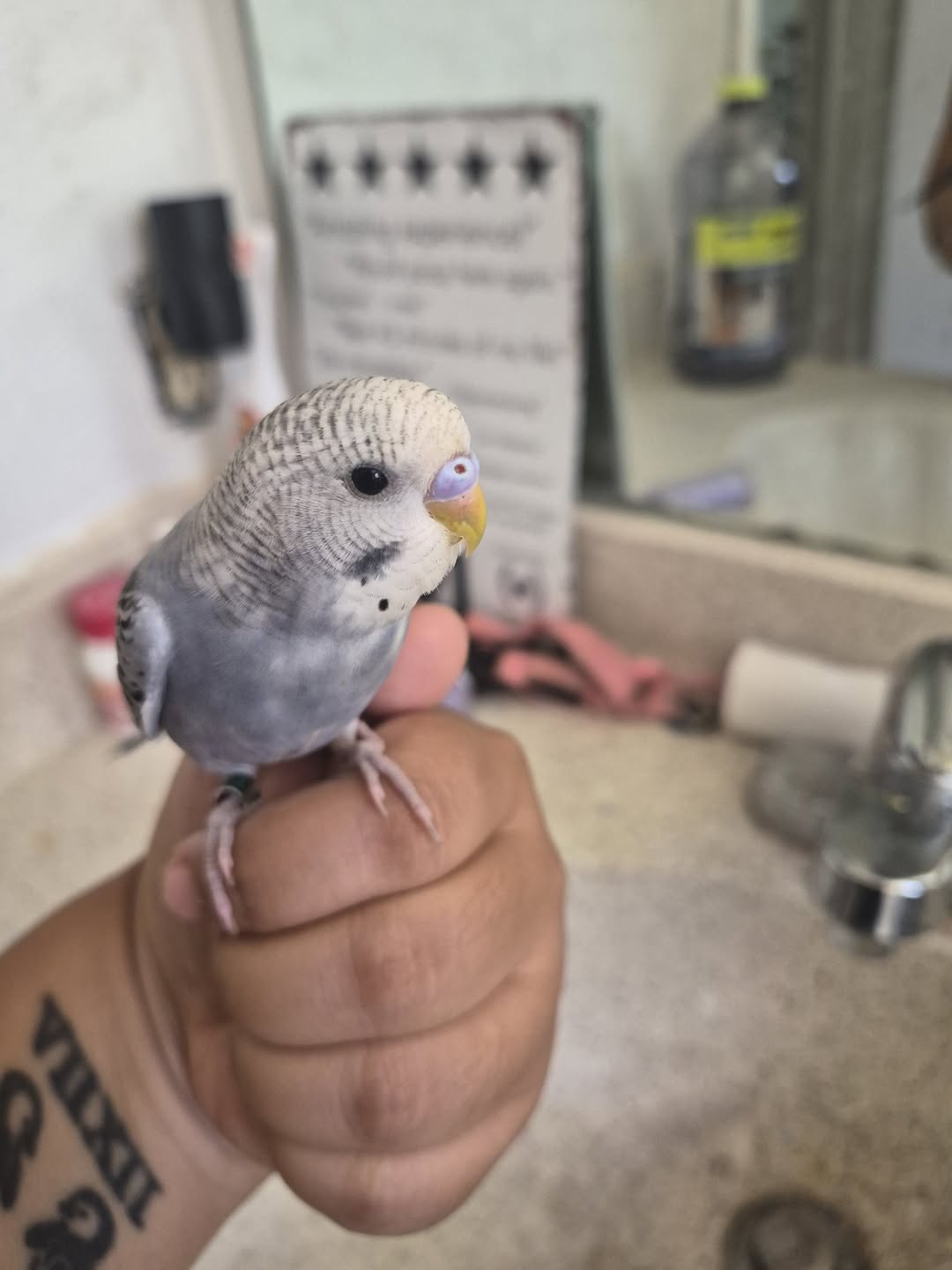 Neil Paradise Pets heatwave bird advice Swindon