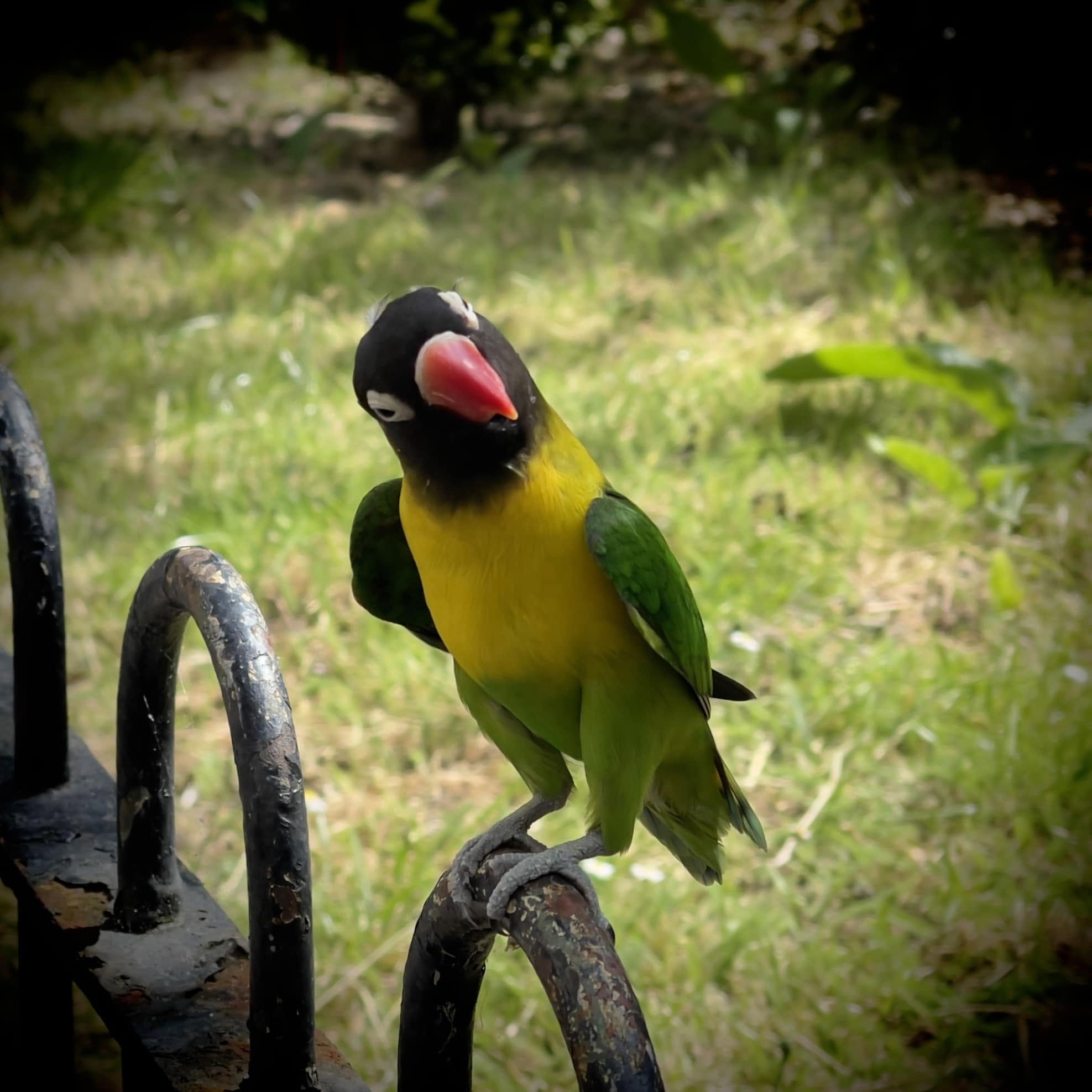 Neil Paradise Pets lovebird buyer questions UK