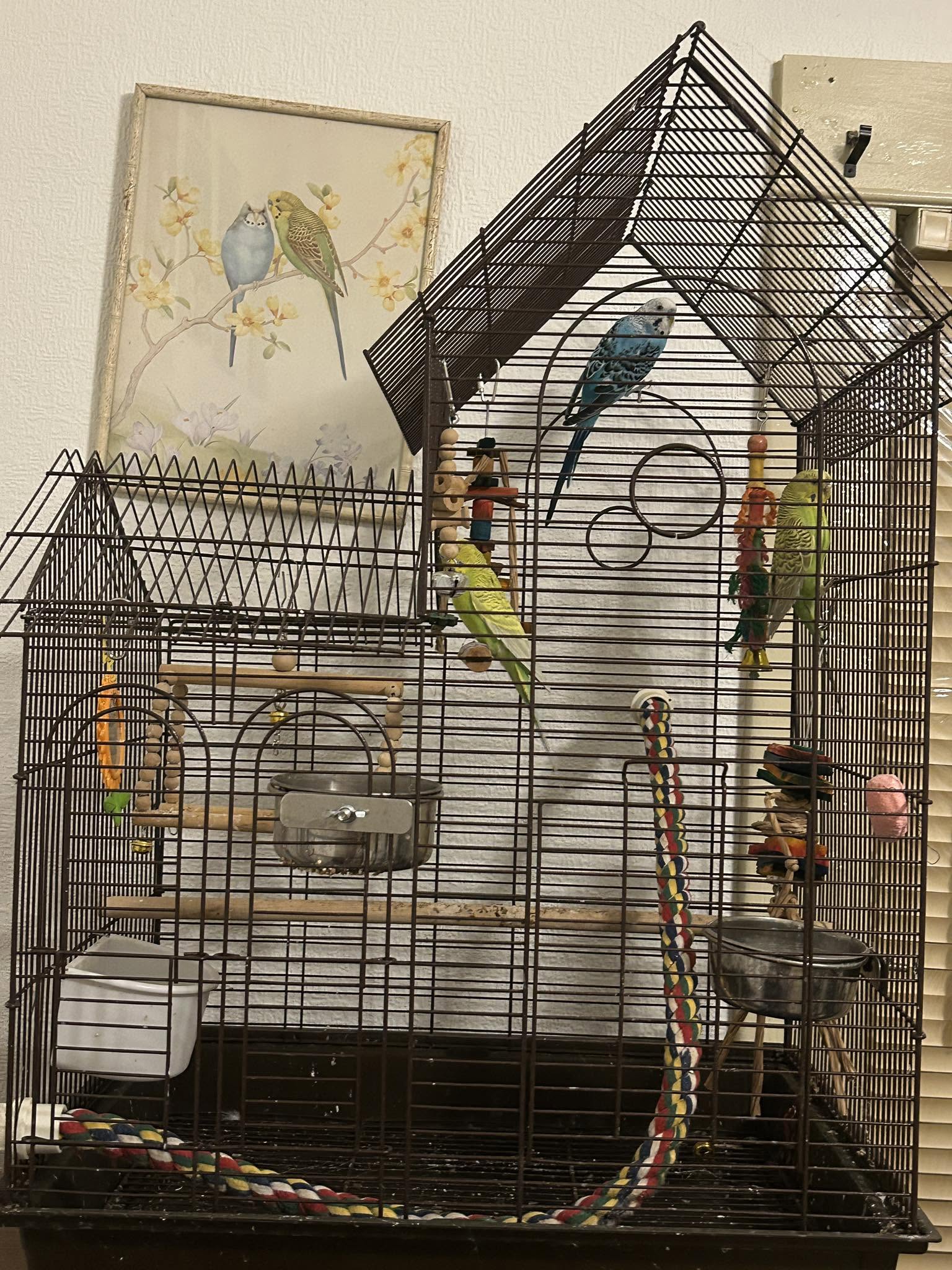 New bird quarantine separate room 30 days UK 