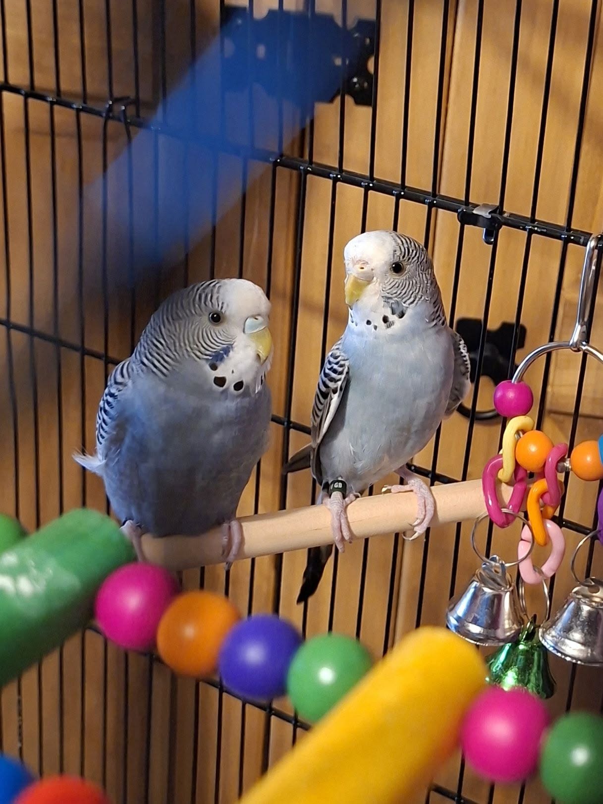 New bird quarantine separate room UK biosecurity
