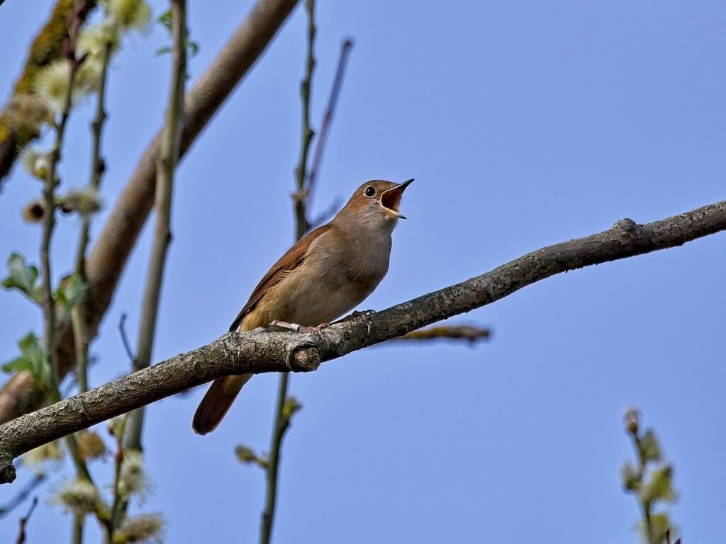 Nightingale singing on a UK nature reserve