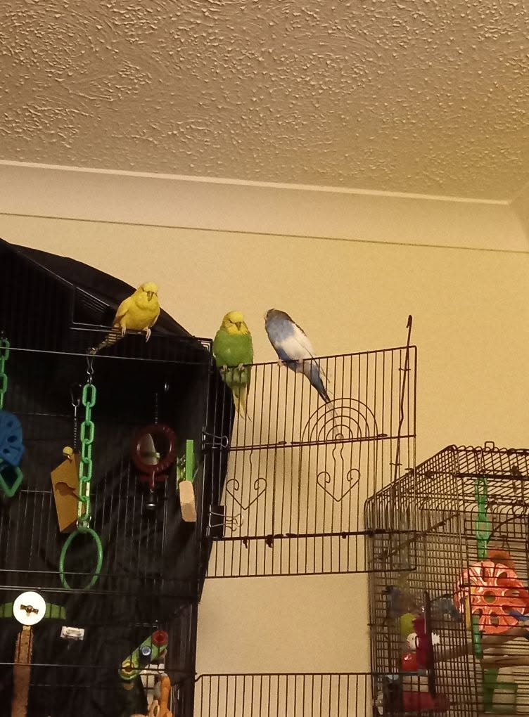 Overnight UK heatwave tropical night bird cage 2026