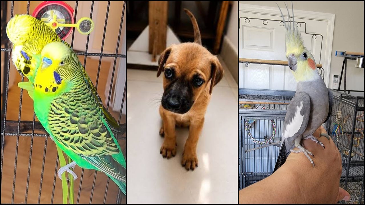 Paradise Pets budget advice cockatiels