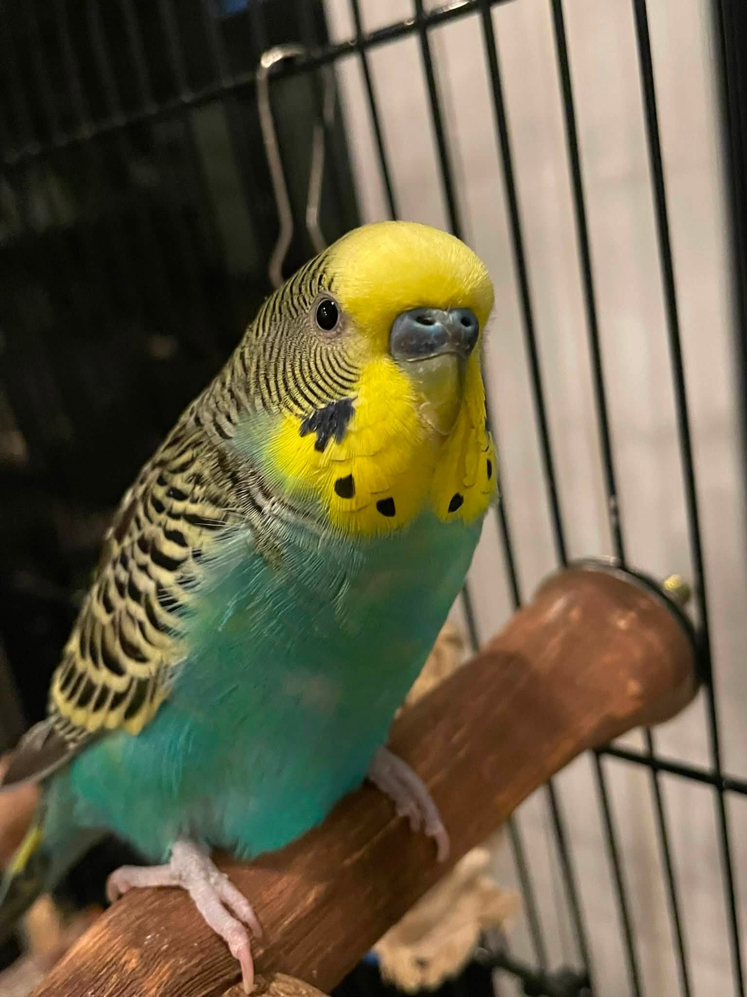 Pet budgie improved condition diet care UK