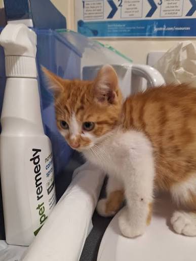 Pet first aid care Cats, rabbits