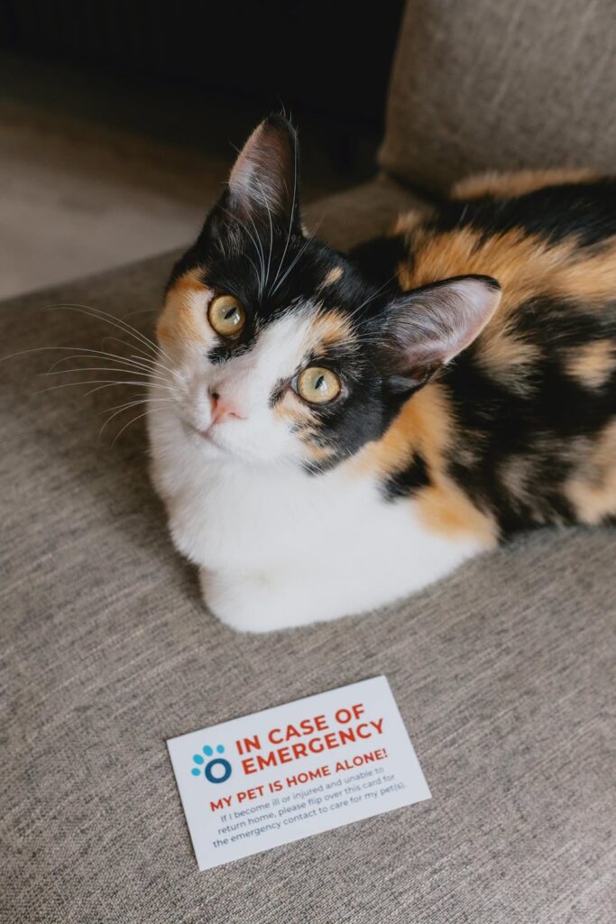 Pet injury response plan