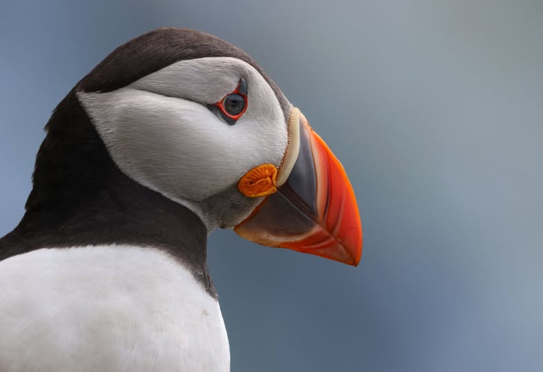Puffin pair bond cliff UK wild life comparison