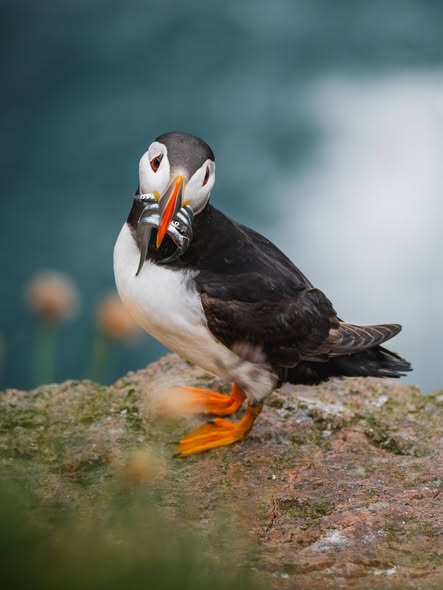 Puffin watching UK Devon Lundy Island season 2026