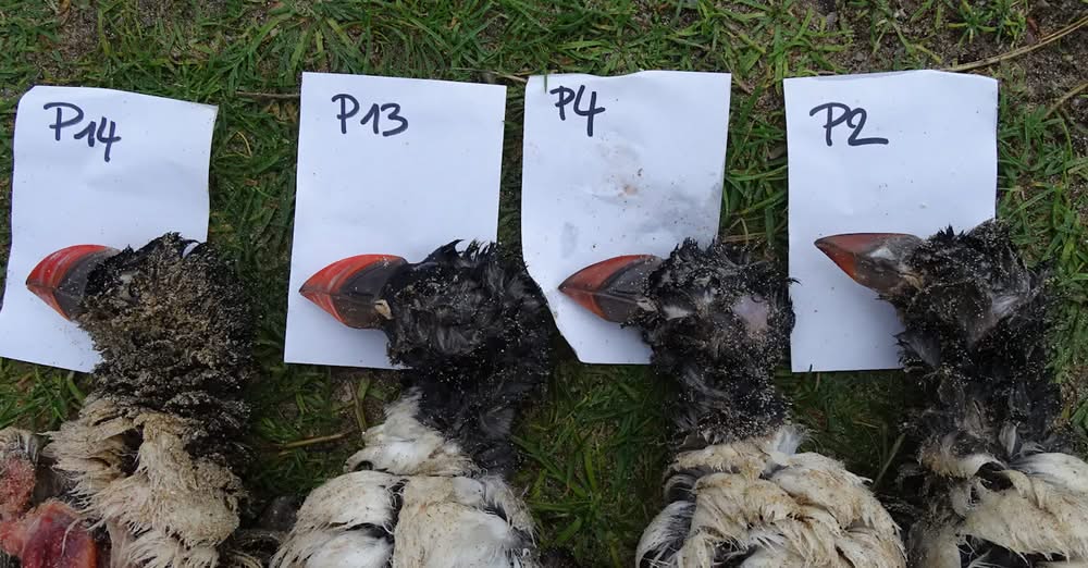 RSPB BTO UK bird climate change research findings peer-reviewed 
