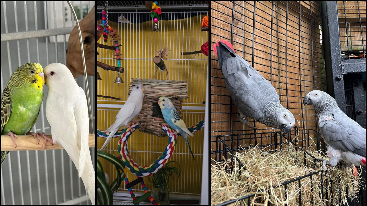 RSPB BTO climate change UK birds pet bird owners