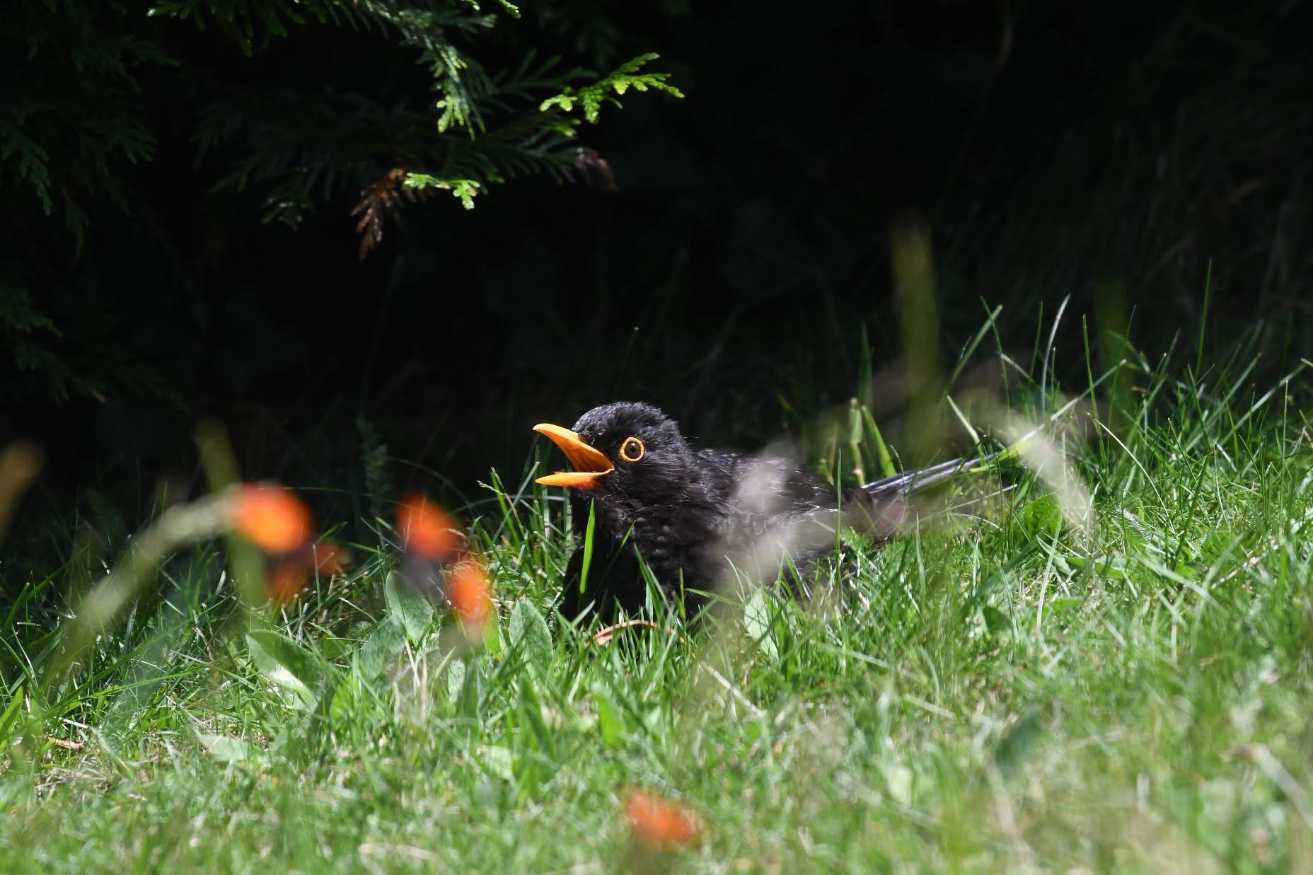 RSPB BTO climate change UK birds report 2026