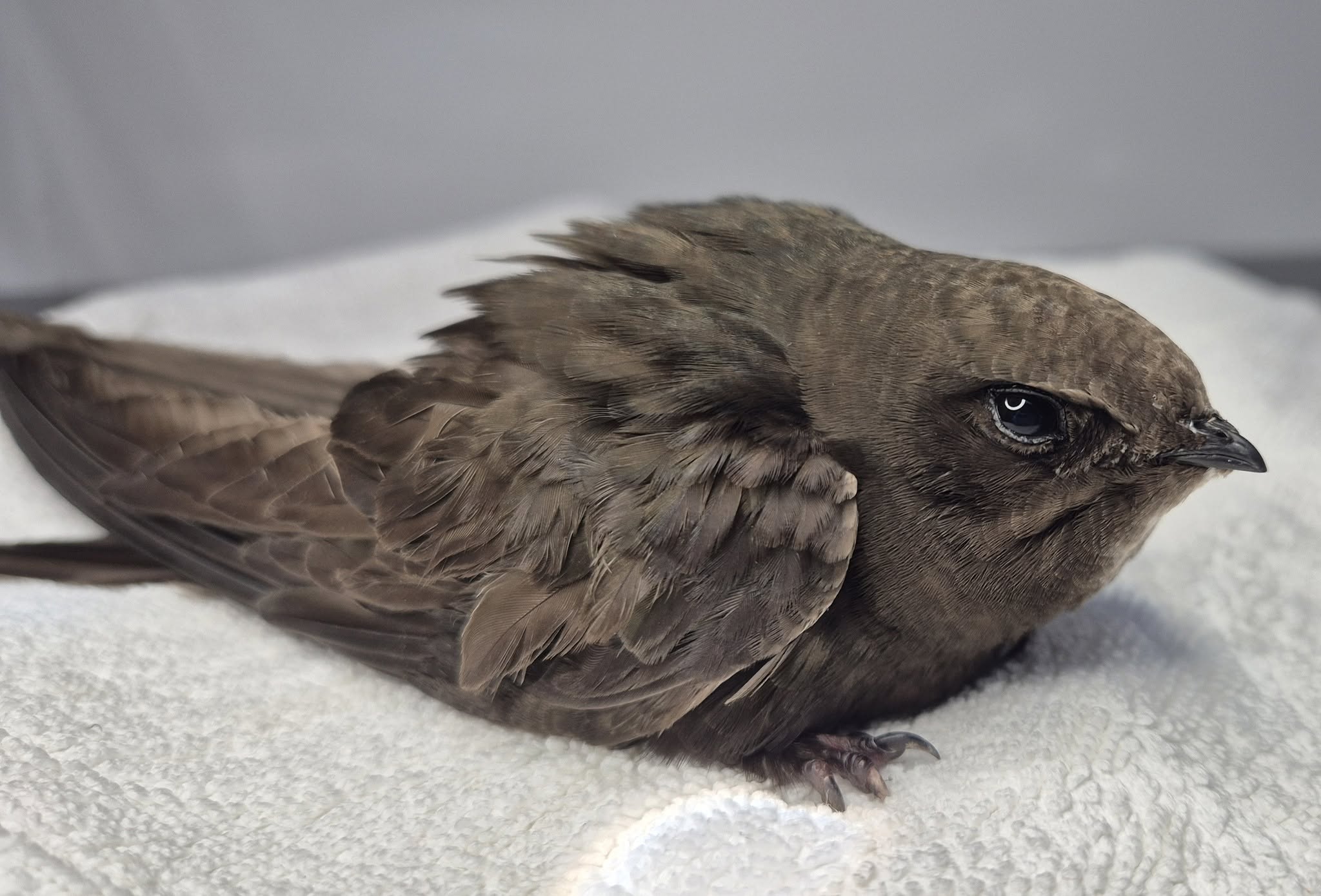 RSPB Swift research 94 percent nest fidelity 15-year study Dartmoor