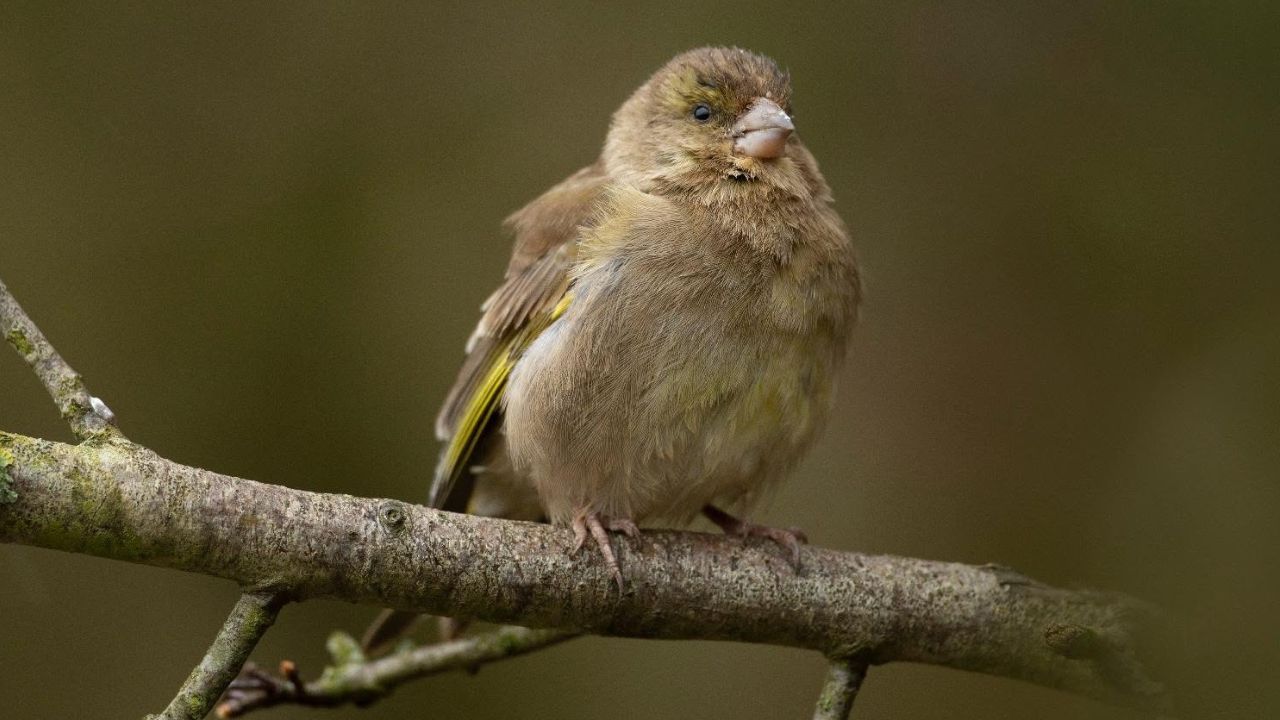 RSPB new summer bird feeding rules 2026