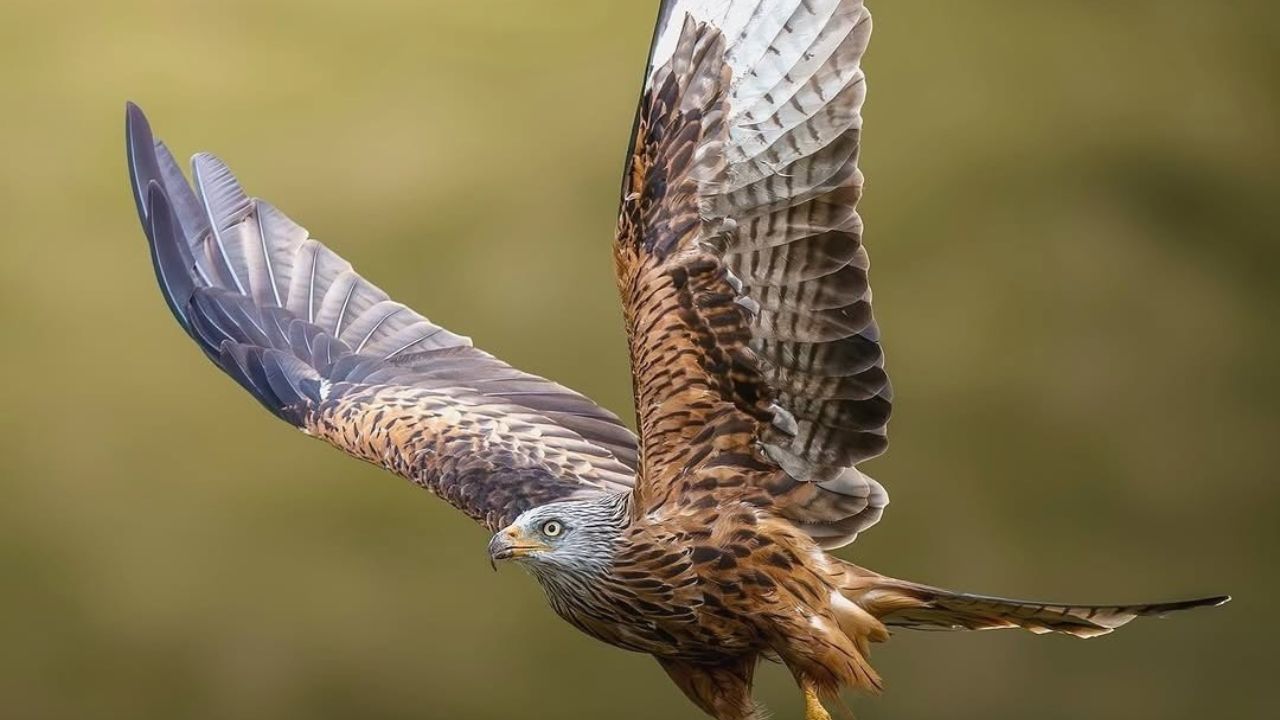 UK raptor crime awareness for buzzards red kites and protected birds of prey