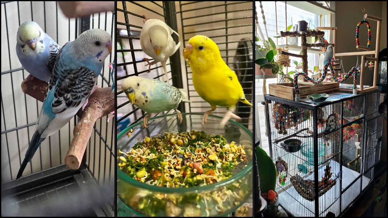 RSPB seed rule pet bird cage food hygiene UK