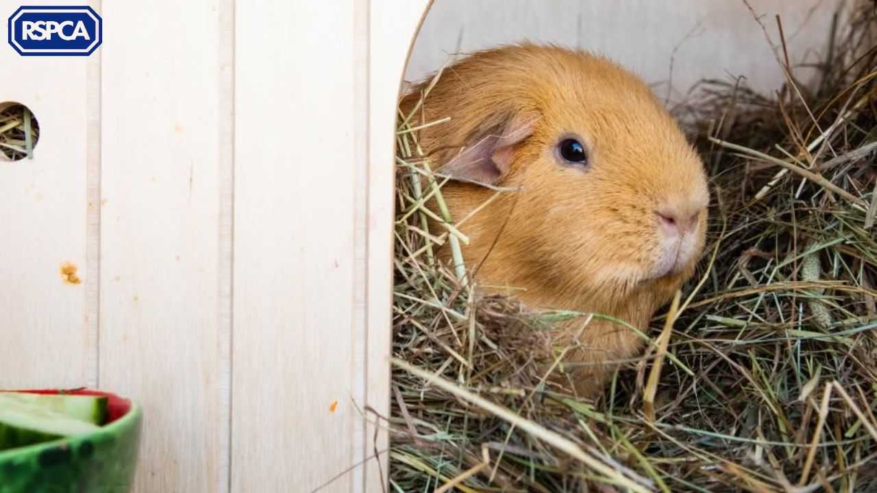 RSPCA Guinea Pig Warning After 70% Rise: