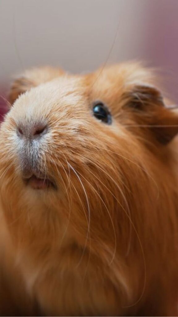 RSPCA Warning Matters guinea pigs