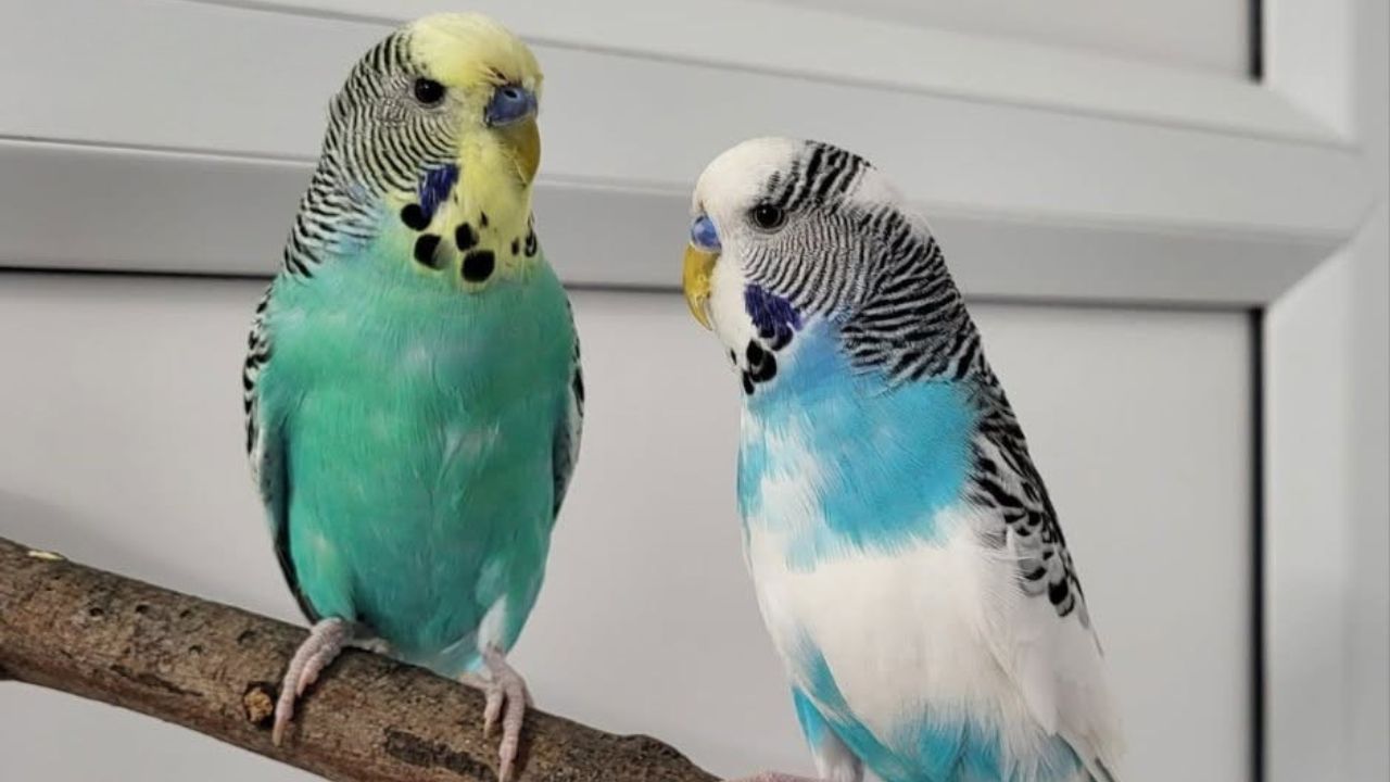 RSPCA kindness index 2026 exotic pet welfare vets 