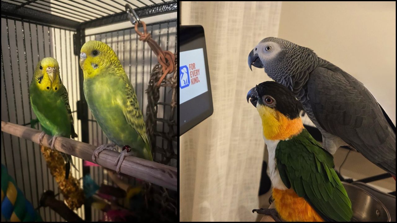RSPCA pet bird welfare guidelines 2026 UK